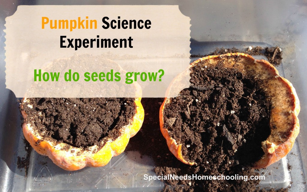 Pumpkin Experiment with the Kids! - Special Needs Homeschooling